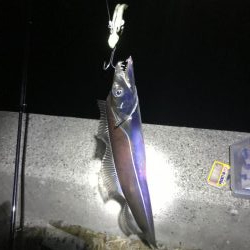 湾奥まだおるでタチウオ