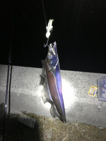 湾奥まだおるでタチウオ