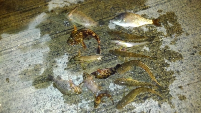 ファミリーフィッシングでGET！！