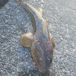 フラットフィッシュ