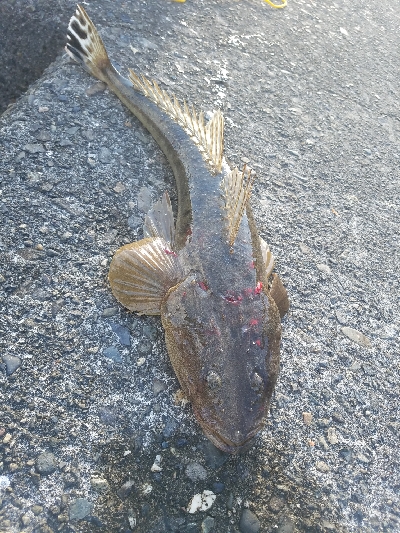 フラットフィッシュ