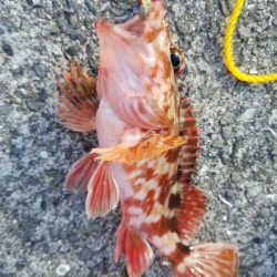 アジ釣り ~新年一発目、入れ食い!~