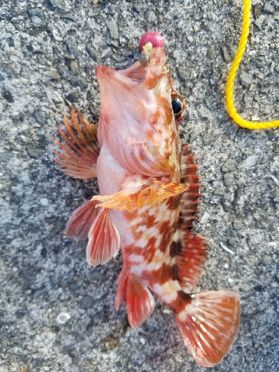 アジ釣り ~新年一発目、入れ食い!~