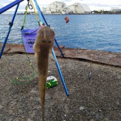 初釣行で・・・