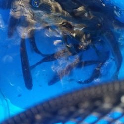 五目釣り ~冬はチョット釣りにくい~