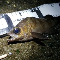 初釣りは厳しく…