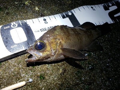 初釣りは厳しく…