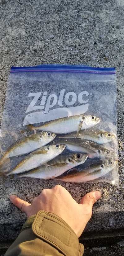 まだ居てました❗