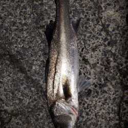 新年初の魚は？！