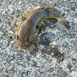 キス釣り ~1月にキス、ガシラ22センチ~