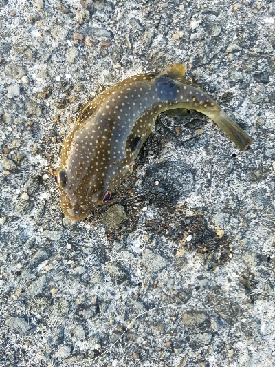 キス釣り ~1月にキス、ガシラ22センチ~