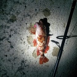 ガシラ釣り　～ちいさいなー～