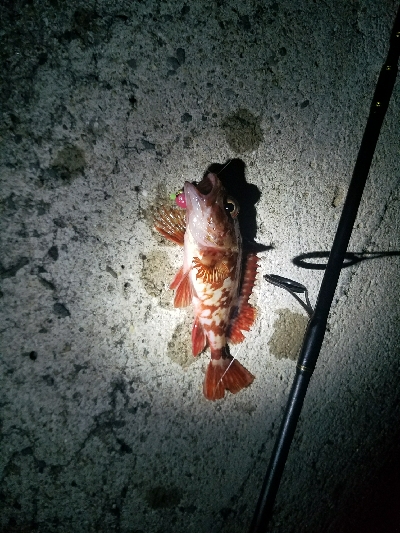 ガシラ釣り　～ちいさいなー～