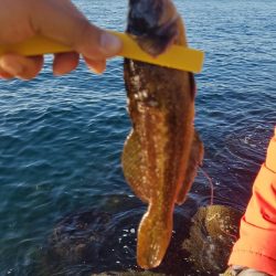 ガシラ釣れてます❗