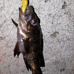 芦屋浜でもメバリング