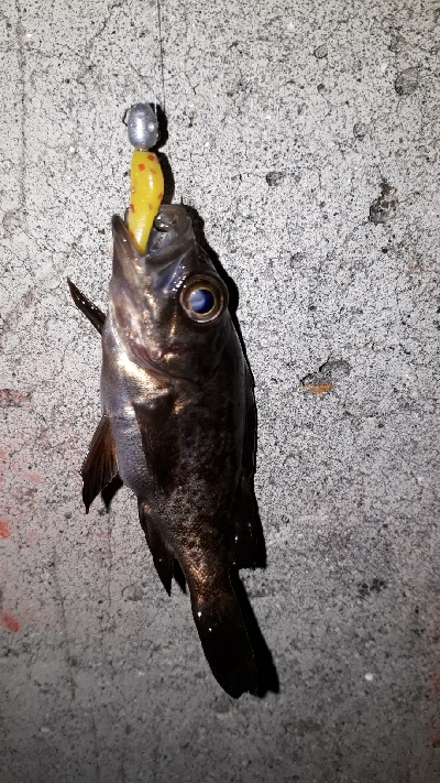 芦屋浜でもメバリング