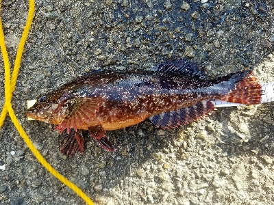 ハゲ釣り　～クジメが出た～