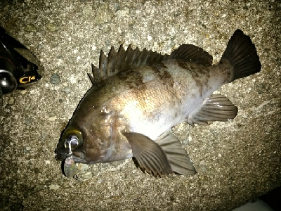 プラッキング　メバル