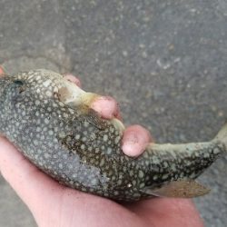 スズキ釣り　～71センチヒット～