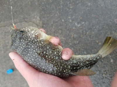 スズキ釣り　～71センチヒット～