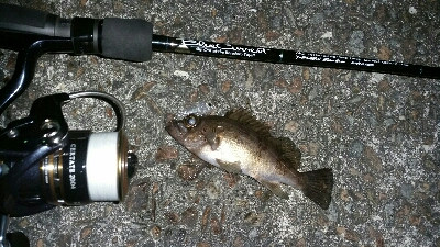 メバルプラッキング