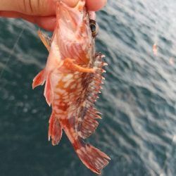 スズキ釣り　～代わりにアジメバル～