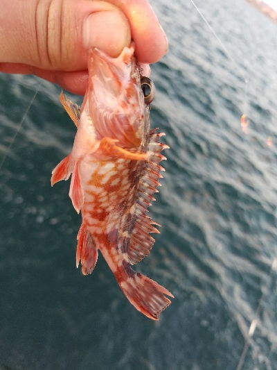 スズキ釣り　～代わりにアジメバル～
