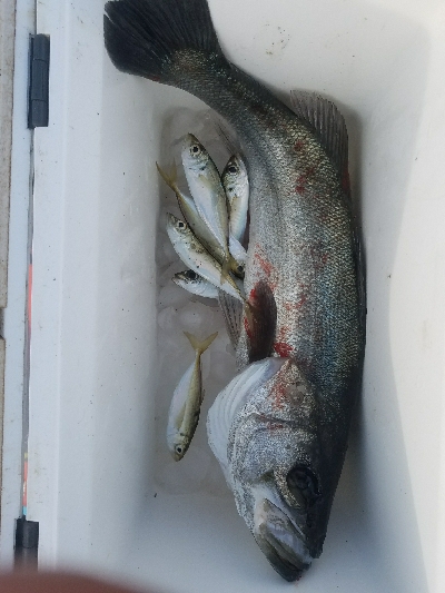 スズキ釣り　～63センチ、隻眼のハネ～