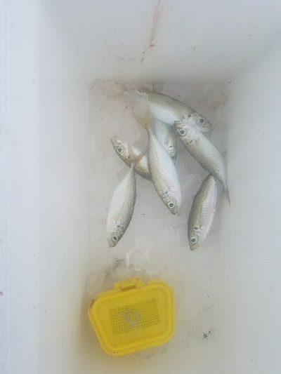 スズキ釣り　～強風高波寒波みぞれ～