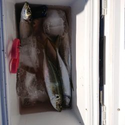 マアジからの丸アジ❗