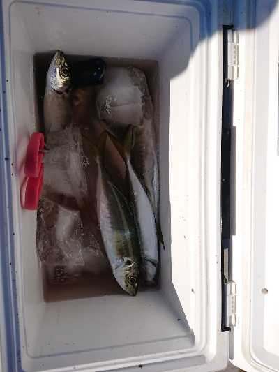 マアジからの丸アジ❗