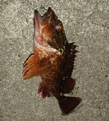 渋いアフターメバリング