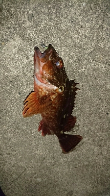 渋いアフターメバリング