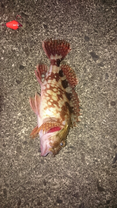 今年、初の釣り