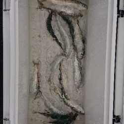 イワシも時合次第