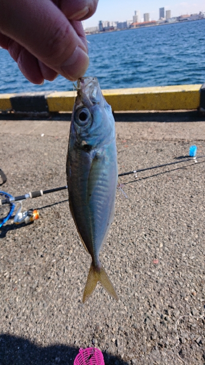 ウルトラライトショアジギング