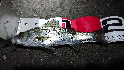 １月１２日(土)四日市港