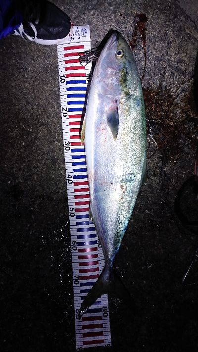 ショアジギングにて寒ブリ！