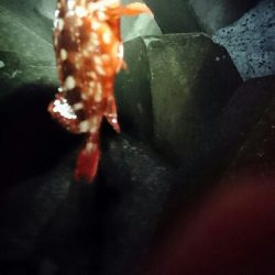 本命釣れず…②