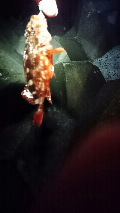 本命釣れず…②