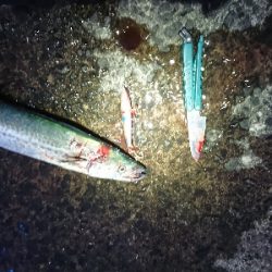 あけおめ、初釣果!