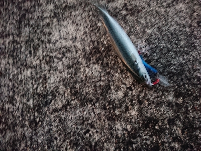 気嵐のサバチャン