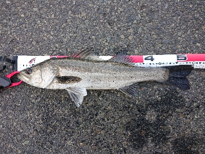 ホームでシラサズボ