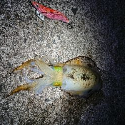 鹿児島釣行最終日！