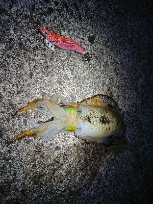 鹿児島釣行最終日！