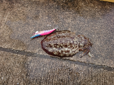 和歌山初釣り！