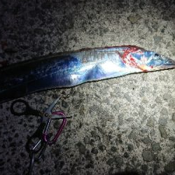 タコ 3つに太刀魚