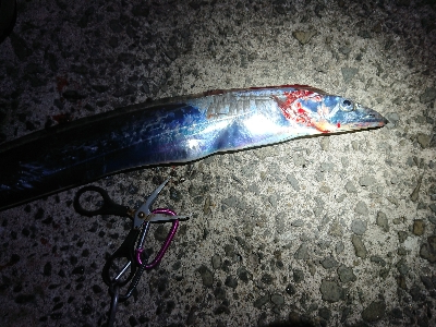 タコ 3つに太刀魚