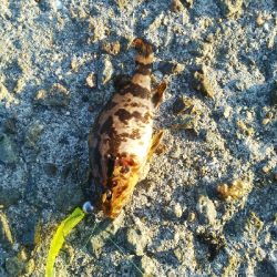 新年メバル探し_1