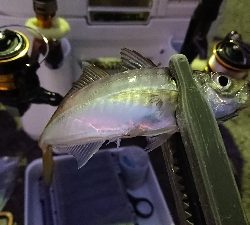 アジング修行 初釣